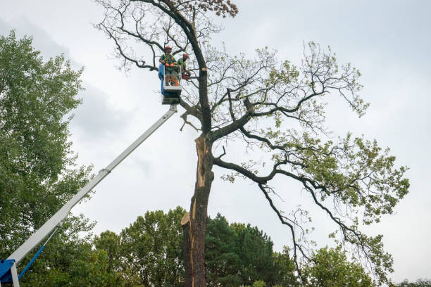 Reliable Redgranite, WI Tree Services Solutions